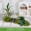 [Serie Huair de Tres Caracteres] Musgo Artificial Simulado Bonsái Planta Verde Decoración Arreglo Exhibición de Ventana Bonsái