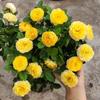 Plántulas de Rosas en Forma de Árbol, Rosales de Tallo Alto, Plantas de Rosas Altas, Plantas en Maceta de Floración de Cuatro Estaciones, Flores y Plantas Verdes de Interior de Fácil Cuidado