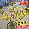 Planta de Flor en Maceta de Brote de Dulce Invierno, Bonsái de Tocón Viejo Resistente al Frío para Interiores, Planta Verde para Jardín, Florece Todo el Año con Fuerte Fragancia de Flores de Ciruelo