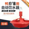 Tigela Grande para Beber para Criação, Bebedouro Automático para Patinhos e Gansos, Bebedouro de Linha de Água, Bebedouro para Pombos, Equipamento de Alimentação de Água