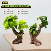 Paisagismo de Aquário Madeira Flutuante Plantas Aquáticas Folha Grande Figo d'Água Plantas Hidropônicas Grama Real Negativa Conjunto Completo Tanque Grande Árvore de Figo Plantas Verdes Decorativas