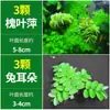 Coleção Abrangente de Plantas Aquáticas para Purificação de Água, Paisagismo Tradicional para Aquários, Lírios D'água Hidropônicos, Hibisco Aquático, Plantas Aquáticas Folha de Malva, Entrega Direta da Fazenda