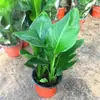Remoção de Formaldeído Ave do Paraíso Hidropônico Planta Verde Puxar Flor Planta em Vaso Sempre-verde Purificação do Ar Interno Fácil de Cultivar