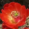 Cacto Flor de Jasmim Carmesim em vaso para decoração de escritório e casa, flores de varanda, mudas de suculentas