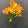 Planta Ornamental Clívia Artificial Haste Única Clívia Orquídea de Vaso Flor Única Estilo Ins