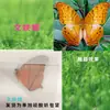 Especímenes de Mariposas Reales para Práctica, Mariposas Originales con Alas Sin Abrir, Materiales DIY para Espécimenes de Insectos, Mariposas Monarca, Insectos Originales, Mariposas Cola de Golondrina