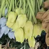 Tulipa