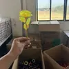 Presente de Dia dos Namorados Cor Dourada 24k Rosa Atividade de Empurrar Pequeno Presente Atacado Flor de Simulação Presente de Dia das Mães