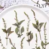 Marcador de Libro de Espécimen de Planta Ban Bian Lian Marcador de Libro de Flores Prensadas Materiales para Manualidades Herramientas para Flores Secas Para Estudiantes Espécimenes de Flores Secas Hechos por Uno Mismo