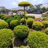 Árbol Lollipop Brillante de Ligustro con Forma de Corazón Árbol de Cera de Sichuan y Yunnan Ciprés Azul Hielo Flor Luminosa de Limón Planta Espejo Planta en Maceta