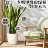 Orquídea Tigre com Borda Dourada Planta Verde em Vaso Suculenta Grande para Interior Fácil de Cuidar Todas as Estações Sala de Estar Absorvedora de Formaldeído Planta Grande em Vaso