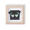 Especímenes de Mariposas Reales Raros y Preciosos (Mariposa Pavo Real) en un Marco, Decoración Moderna de Madera para el Hogar, Decoración Creativa de Mesa