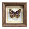 Marco de Fotos con Foto de Mariposa Real Pintura Decorativa Estilo Europeo Marco de Fotos Vintage Decoración de Mesa Adorno para Muebles Regalo de Cumpleaños Presente