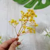 Pacote de Material DIY Flor Eterna 1g Gradiente Cabeça Grande Mosquitinho Estrela Milionária Buquê de Flores Secas Flor Eterna Flor Real