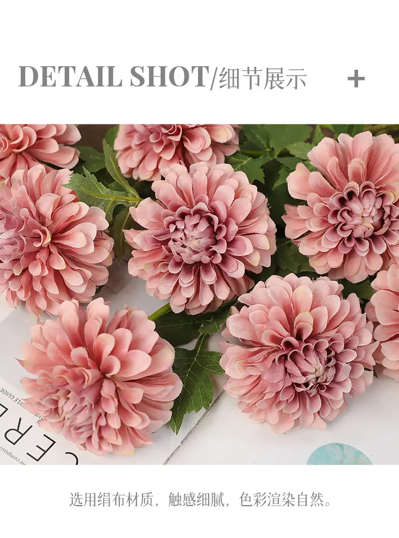 蒂娜单头美人菊_10.jpg