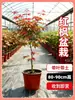 Disponible para dropshipping: Plántula de arce rojo con hojas rojas, adecuada para bonsái de escritorio de interior, arce enano, árbol maduro Red Dancing Princess