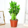 Bambu Lótus, Bambu Guanyin, Plantas Hidropônicas, Plantas Verdes em Vasos, Florais, Folhas Grandes Cultivadas em Água Indoor, Bambu e Transferência de Riqueza, Subindo Constantemente