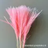 Flores Secas, Tubos Populares para Fuegos Artificiales, Plumero Suave, Materiales para Ramo de Flores Secas del Día de San Valentín, Más Vendidos Populares en Amazon Transfronterizo