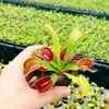 Hierba Atrapa Moscas, Jaula para Cerdos, Carnívoro, Flor Humana, Hierba Repelente de Mosquitos, Hierba Atrapa Mosquitos, Hierba Atrapa Insectos Extra Grande, Plantas en Maceta Divertidas