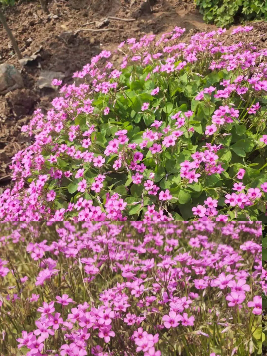 红花酢浆草2