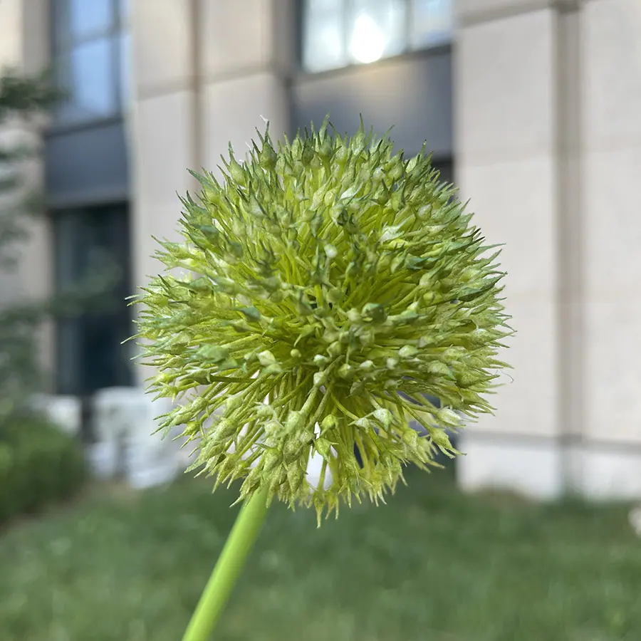 单支造型套管葱球-绿色.JPG