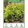 Arce Liuchuan Plantas Verdes en Maceta Estudio Sala de Estar Plantas de Interior Siete Arce Árboles Celebridad de Internet Estilo Japonés Zen Oficina Hojas de Arce