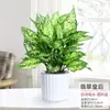 Geely Ruyi Rojo Flor Reina Planta en Maceta Planta Verde de Escritorio para Interiores Cuatro Estaciones Mary Ann Perenne Flores Fáciles de Cultivar