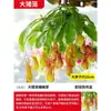 Planta Jarra Maceta Trampa para Moscas Planta Carnívora Repelente de Mosquitos Planta Jarra de Gran Tamaño Planta Verde Todo el Año Planta de Maceta Interesante