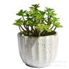 Simulação Mini Pequena Planta Suculenta Pequeno Vaso de Plástico Flor Fada Conjunto Macio Paisagem Interior Planta Verde Prato Criativo