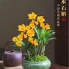 Nuevo Producto Absorbente de Formaldehído, Plantas Hidropónicas Coloridas Resistentes al Agua Caliente, Orquídeas Dendrobium de Aroma Fuerte, Florales de Orquídea Tinta Purificadores de Aire de Interior