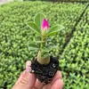 Rosa de pétalos dobles, planta del desierto, planta en maceta, planta de floración de cuatro estaciones, tolerante a la sequía, adecuada para patio, interior, balcón, bonsái, fácil de cuidar y florece