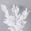 Flores Secas Flores Eternas Transfronterizas Serie Blanca Material Floral Cola de Conejo Pasto Joya Caña Caña Madera Caña Flores Secas Esponjosas Transfronterizas
