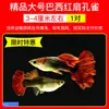 Pez Guppy Tropical Ornamental de Raza Pura, Pez Pequeño de Agua Dulce de Agua Fría, Fácil de Criar y Resistente, Pez Vivíparo Vivo Premium