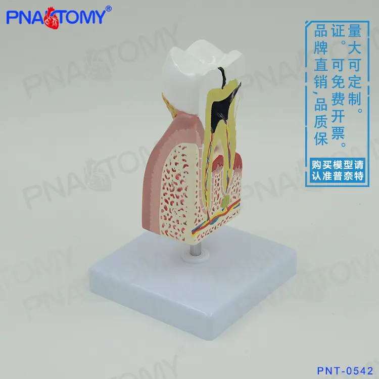 病理牙04