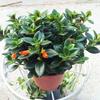 Dropshipping Plantas de Interior Purificadoras de Aire en Maceta, Decoración Plantas para Eliminar Formaldehído, Plántulas de Orquídea Araña de Hojas Verdes, Orquídea Araña Corazón Dorado