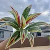 Folhas artificiais da Amazon para decoração transfronteiriça: árvore sangramento de dragão simulada, folha de madeira brasileira, samambaia ninho de pássaro e folhas artificiais verdes