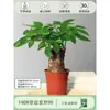 Árbol del Dinero Maceta Flores, Sala de Estar, Casa Próspera, Plantas Verdes, Fácil de Cultivar en Todas las Estaciones, Árbol del Dinero, Plantas Hidropónicas de Escritorio para Oficina