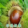 Uma muda de castanha para entrega, extra grande, plantada no norte e sul, Dahongpao, e frutificando no mesmo ano, plantada em Qianxi, castanheiras enxertadas