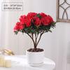 Planta de Azalea en Maceta con Capullos de Flor, Planta Grande Madura, Florece Todo el Año, Adecuada para Balcón y Visualización en Interiores, Planta Perenne Verde