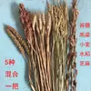Decorações Agrícolas, Espigas de Trigo, Flores Secas, Espigas de Arroz, Sorgo, Painço, Caules de Gergelim, Galhos Secos, Buquês de Flores, Arranjos Florais, Adereços para Festa da Colheita