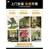 Escenario de Exhibición de Ventana Pieris Japonica Simulada Planta Interior de Gama Alta Arce Japonés Biomorfo Planta Verde Decoración Árbol Artificial Grande Paisaje
