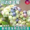 Mudas de Mirtilo Frutíferas para Plantio no Quintal, Solo, Vasos de Varanda - Plantio Norte e Sul - Mudas com Sacos de Terra