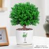 Evergreen Interior Balcón Patio Escarcha Plantas En Maceta Son Fáciles de Mantener y Viven en Escritorio Bonsái Verde Plantas Verdes Pinos
