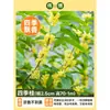 Plántula de Osmanthus en Maceta Osmanthus de Cuatro Estaciones Osmanthus Dorado Planta de Interior de Aroma Fuerte Patio Árbol Grande Dorado Maceta Flor Plantación en Suelo