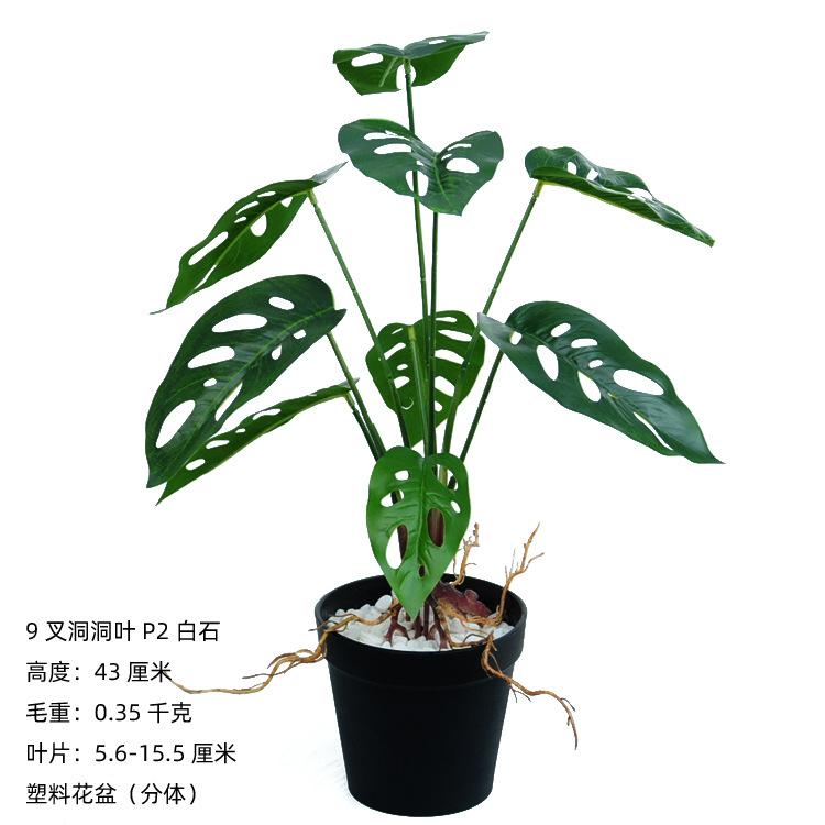 9叉带须洞洞叶P2白石