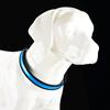 Collar Luminoso para Mascotas de Cuero LED Collar Reflectante para Perro Collar para Perro con Carga USB Collar de Luz Nocturna Anti-Pérdida para Perro Mascota