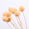 Ramo de Flores Secas Yunnan Bola Dorada Estilo Nórdico ins Adornos de Flores Eternas Flor Decorativa para Sala de Estar Accesorios para Sesión de Fotos Venta al por Mayor