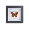 Marco de Vidrio Moderno Sencillo para Espécimenes de Mariposa Sala de Estar Regalo Pintura Decorativa Marco de Espécimen