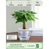 Árbol de la Fortuna Trenzado Planta Pequeña en Maceta Bonsái Escritorio Oficina Planta Verde Tolerante a la Sombra Planta Hidropónica