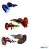 Peixe Guppy, Peixe Tropical, Peixe Ornamental Pequeno, Reprodução, Fêmeas Grávidas, Prontas para Dar à Luz, Fácil de Criar, Resistente e de Vida Longa, Guppies